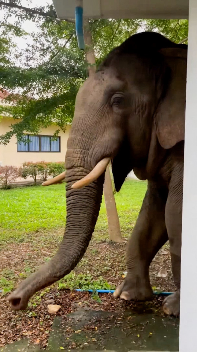 Wild elephant breaks into national park office to eat cat food in Thailand