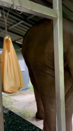 Wild elephant breaks into national park office to eat cat food in Thailand