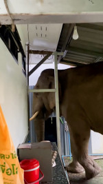 Wild elephant breaks into national park office to eat cat food in Thailand