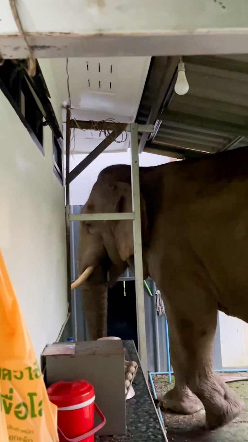 Wild elephant breaks into national park office to eat cat food in Thailand