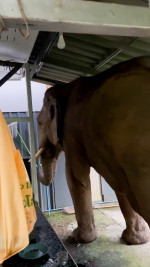 Wild elephant breaks into national park office to eat cat food in Thailand