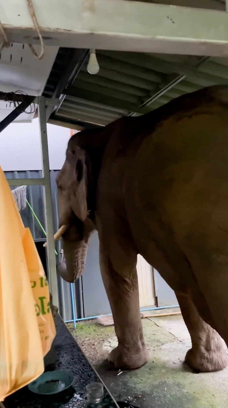 Wild elephant breaks into national park office to eat cat food in Thailand