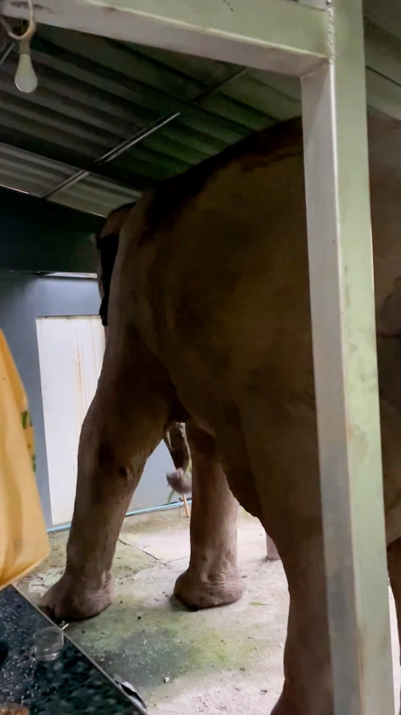 Wild elephant breaks into national park office to eat cat food in Thailand