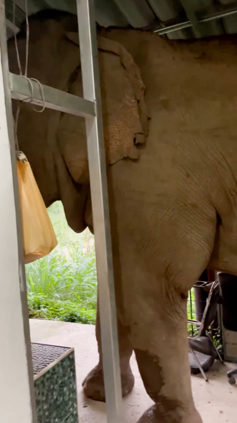 Wild elephant breaks into national park office to eat cat food in Thailand