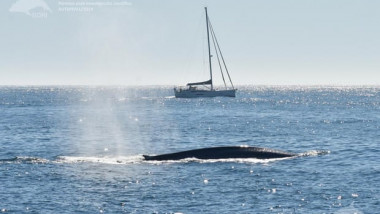 balenă albastră întoarsă în galica