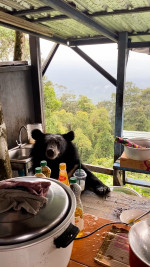 Hungry wild bear breaks into family's kitchen to steal rice from table