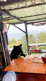 Hungry wild bear breaks into family's kitchen to steal rice from table