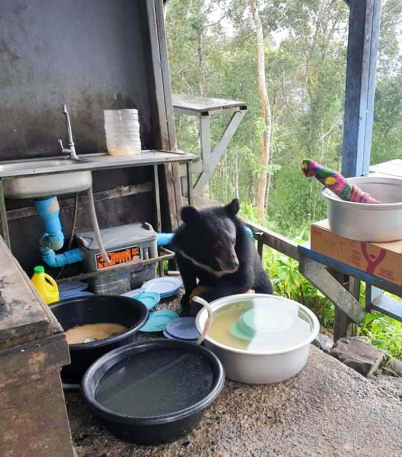 Hungry wild bear breaks into family's kitchen to steal rice from table