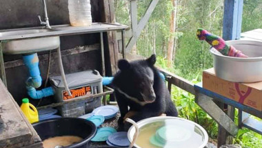 Un urs a fost surprins în bucătăria unei familii din Thailanda.