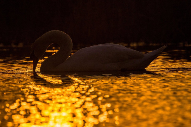 mute swan (Cygnus olor), swimming in a lake in the Danube delta, photographed with backlight, Romania, Danube Delta