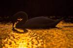 mute swan (Cygnus olor), swimming in a lake in the Danube delta, photographed with backlight, Romania, Danube Delta