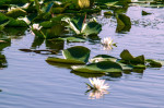 Water lilies on Danube Delta channel