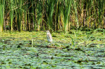 Little bittern bird in water lilies, Danube Delta