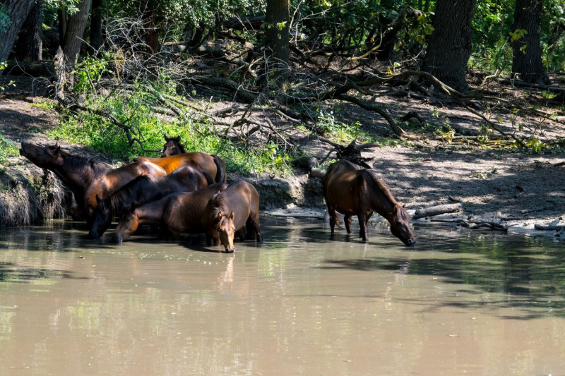 Wild horses living in the forest on sand grind Letea in Danube Delta, Romania