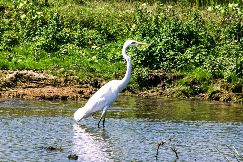Great white heron bird in Danube Delta