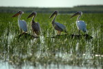 pelicani in delta profimedia-0537259365 (1)