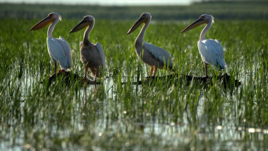patru pelicani in delta