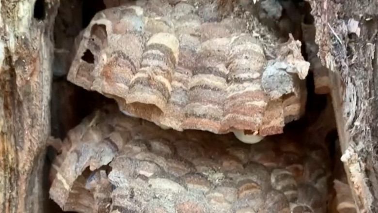 cuib de viespi asiatice uriase intr-un copac