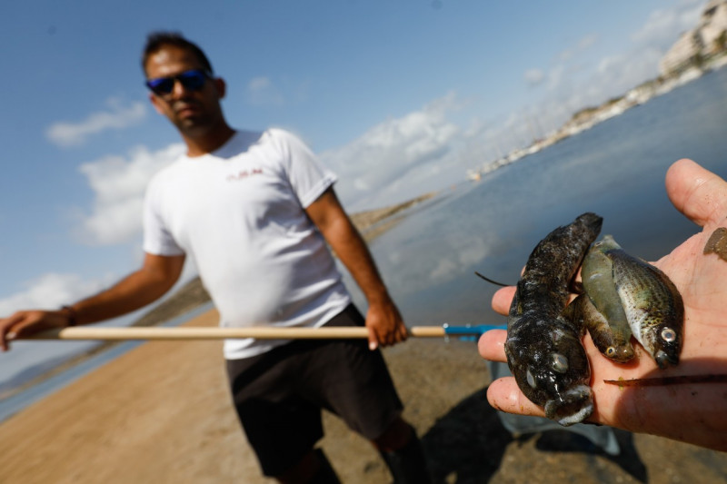 Dead fish appear in several areas of Mar Menor