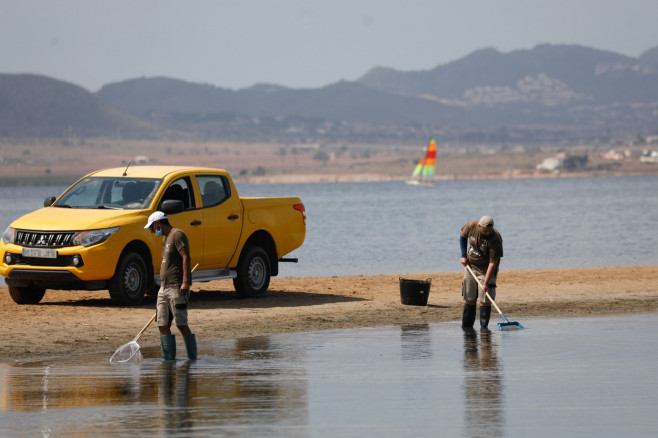 Dead fish appear in several areas of Mar Menor