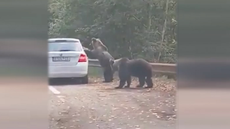 urs cu labele din fata pe o masina oprita pe Transfagarasan