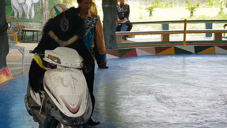 Urs cu pălărie urcat pe o motocicletă pentru o reprezentație la circul din Hanoi
