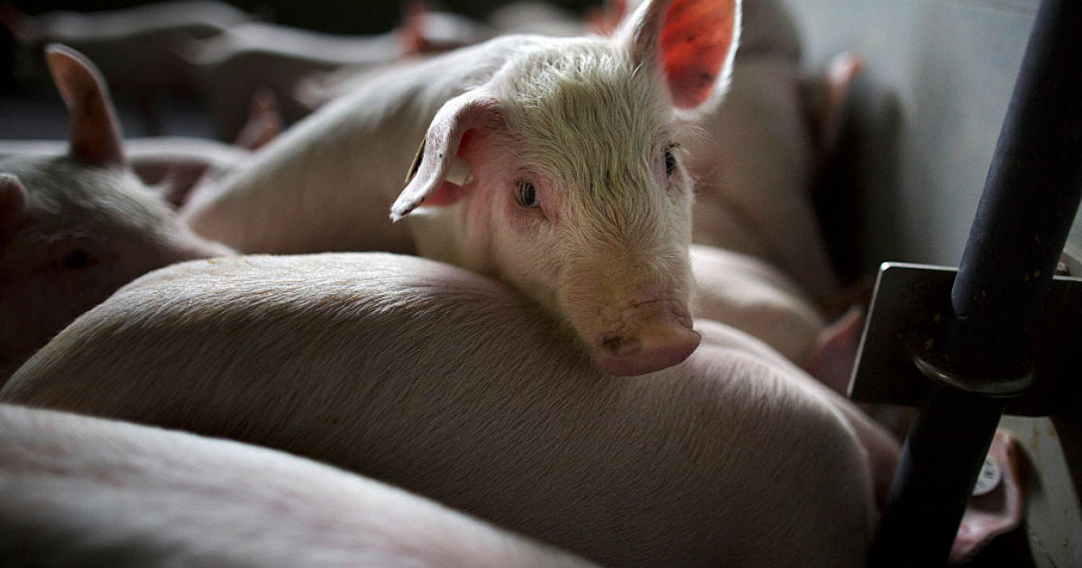 Cât costă carnea de porc cu o lună înainte de Crăciun | Digi24