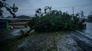 Copac pus la pământ de uraganul Grace