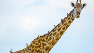 girafa cu pasarele pe gat