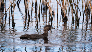Australian musk duck on the lake