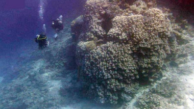 Colonie de corali descoperită în Marea Roșie.