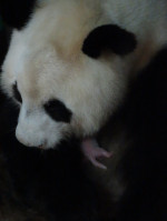 pui-panda-fb-zoo-madrid2