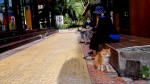 Pisici abandonate pe insula thailandeză Koh Phi Phi