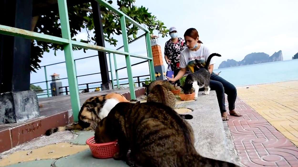 Povestea celor 1.000 de pisici abandonate de stapanii lor pe o insula thailandeza. Cum au ajuns in aceasta situatie
