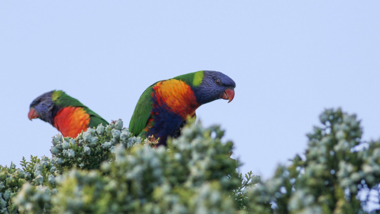 Native Australian rainbow lorikeets (Trichoglossus) perched on a summer evening