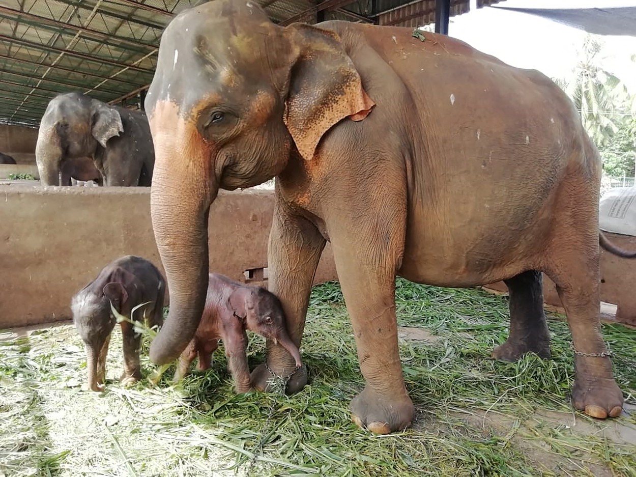 Imagini inedite cu elefanti gemeni nascuţi in Sri Lanka pentru prima data in ultimii 80 de ani