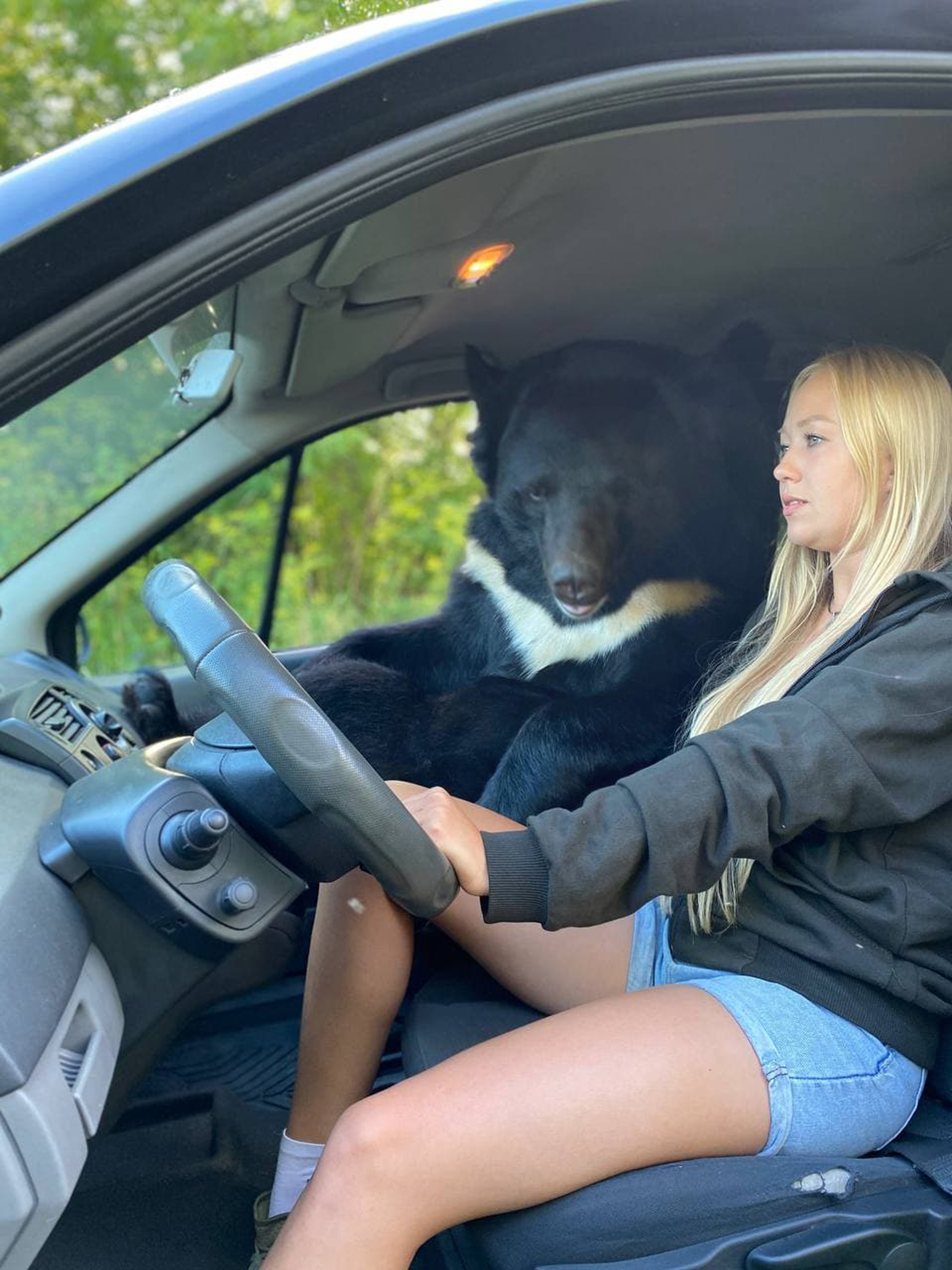 BEAR IN CAR