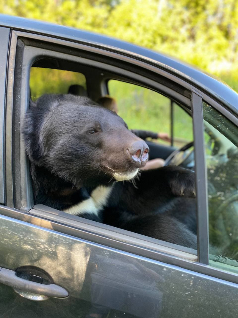 BEAR IN CAR