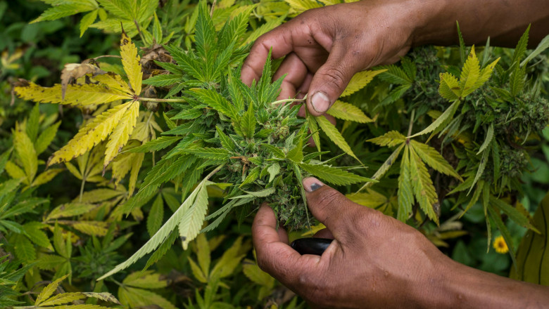 plantatie marijuana