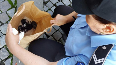 politist cu o punga in care se afla pui de pisica