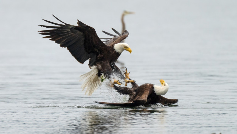 Luptă între doi vulturi pleșuvi pentru teritoriu și pradă.
