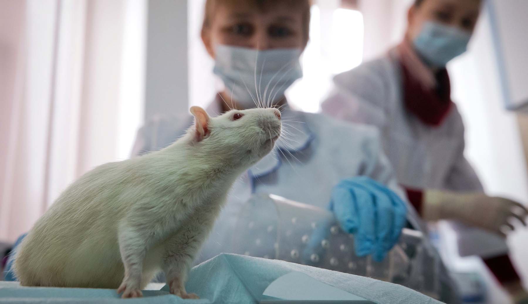 Parlamentul European cere eliminarea experimentelor pe animale în scopuri științifice