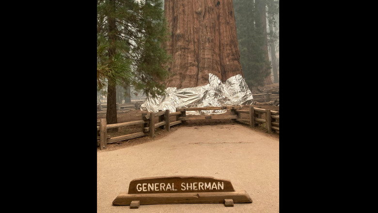 sequoia Generalul Sherman