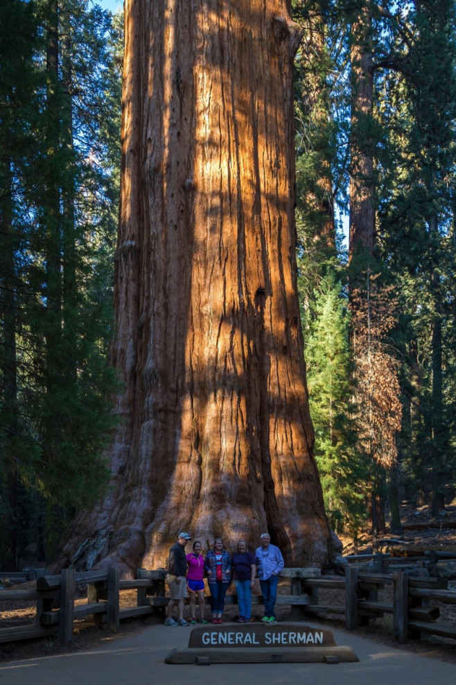 Sequoia Generalul Sherman