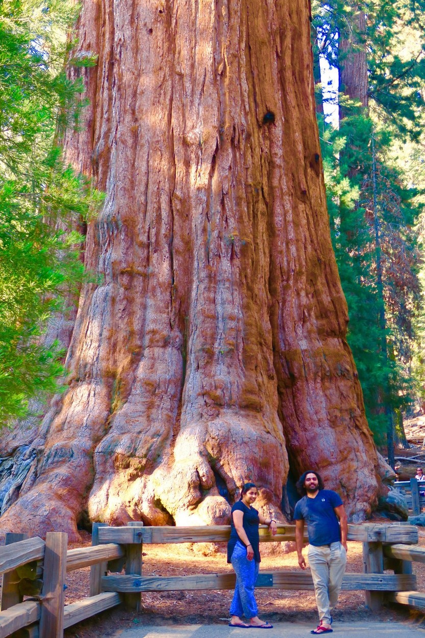 Sequoia Generalul Sherman