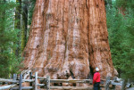 Sequoia Generalul Sherman