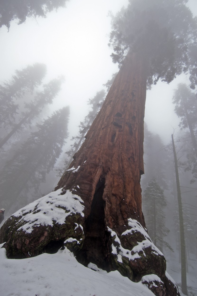 Sequoia Generalul Sherman
