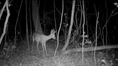 caprioara noaptea surprinsa cu camera video de monitorizare fauna