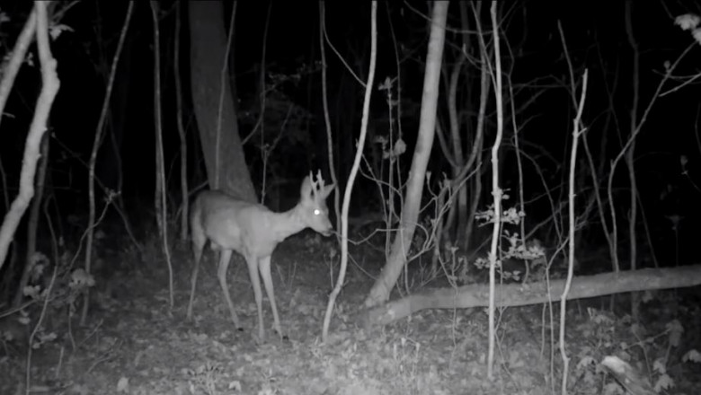 caprioara noaptea surprinsa cu camera video de monitorizare fauna