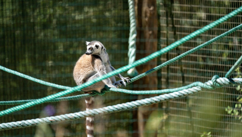 lemur zoo